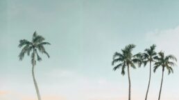 palmtree on the horizon in Samui