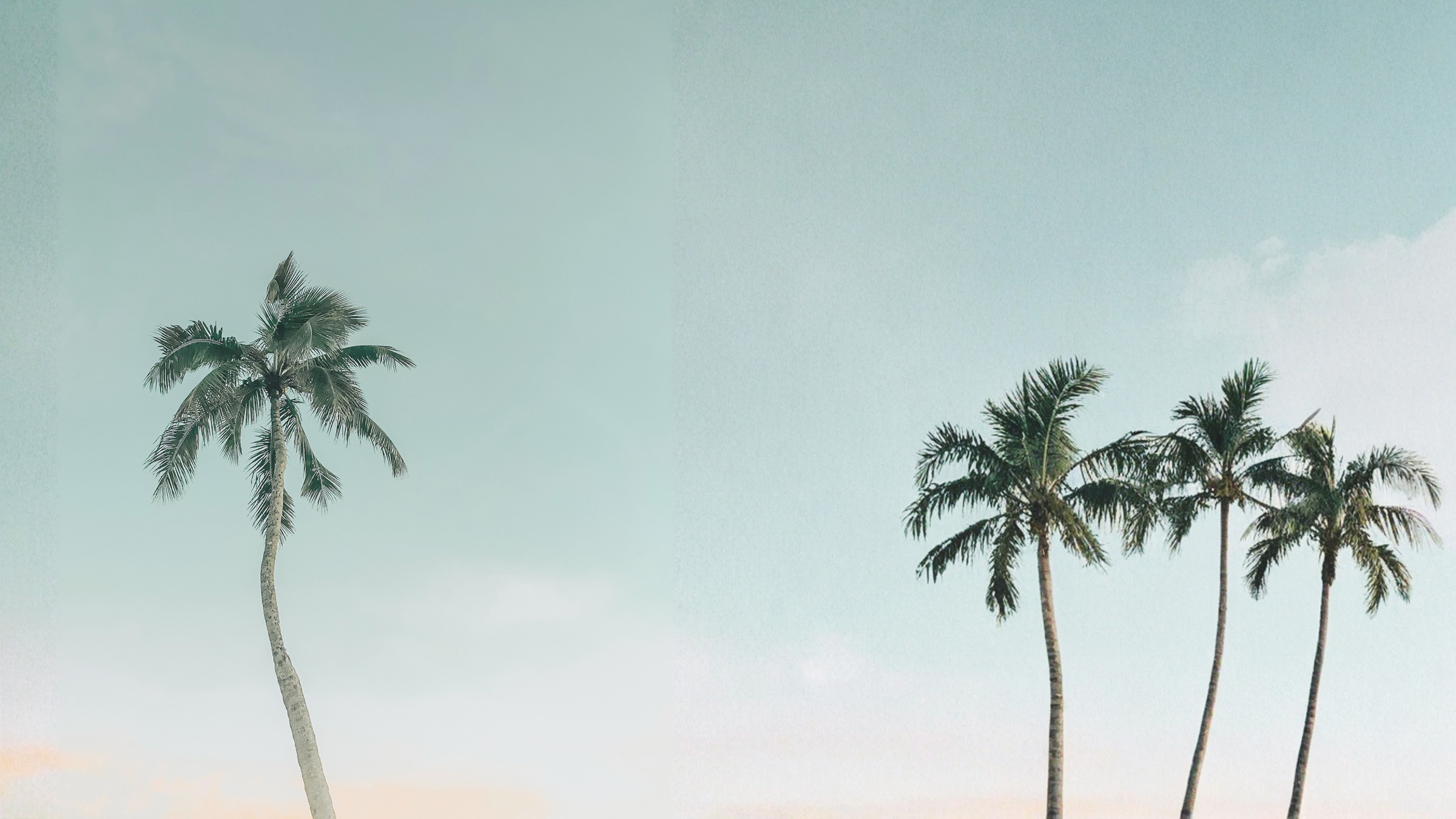 palmtree on the horizon in Samui