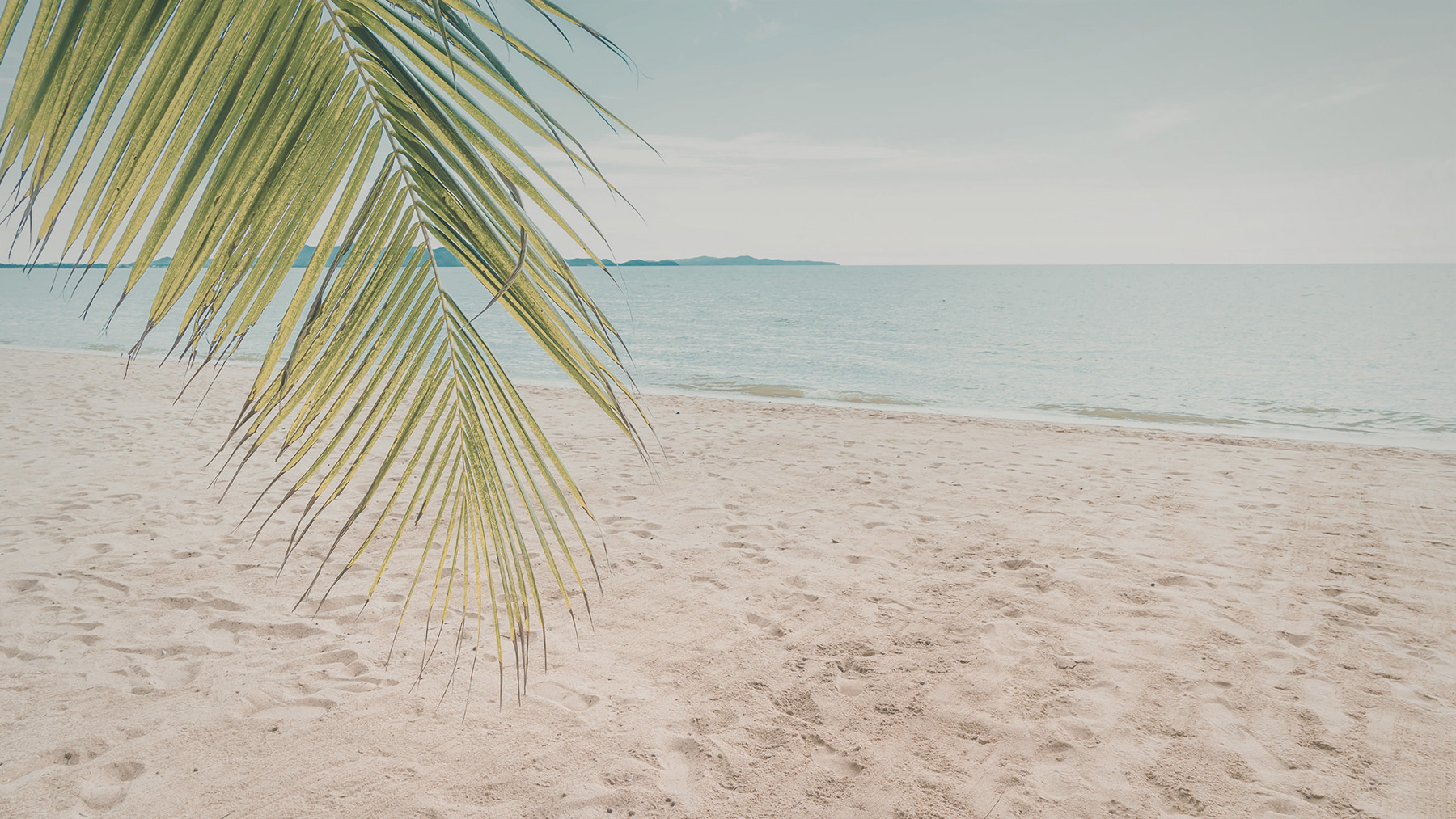 leave of a palmtree on the beach in Lamai