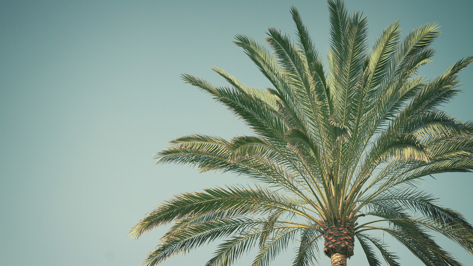 single palmtree top with blue sky in samui